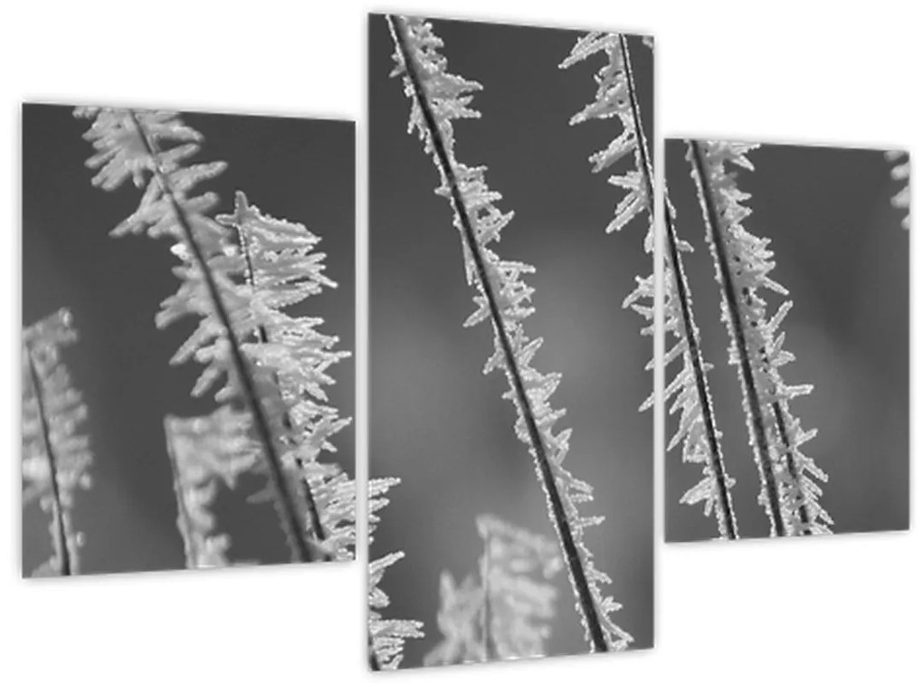 Obraz - Mrazivá zima (90x60 cm)