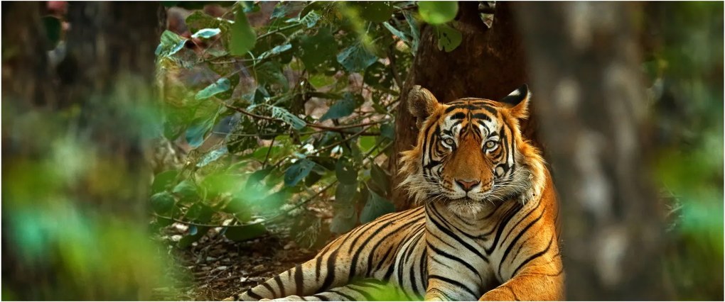 Obraz odpočívajúceho tigra (120x50 cm)