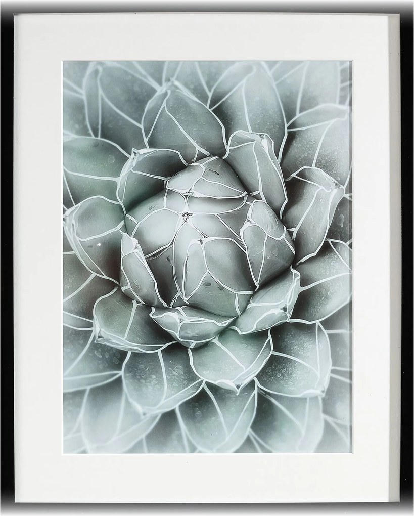 Obraz Succulents II 40x50xcm