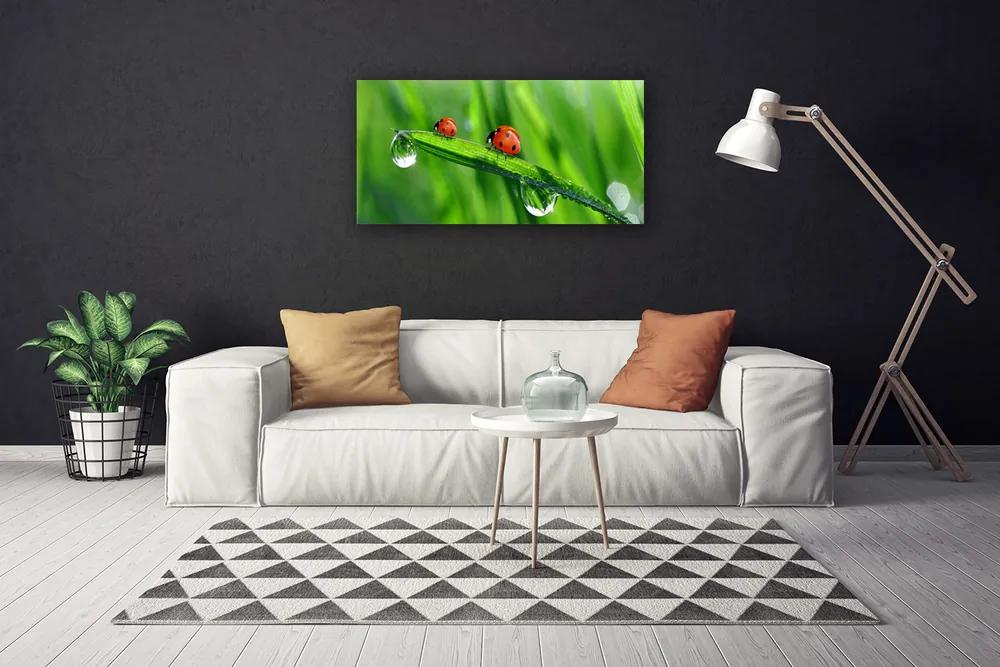 Obraz Canvas Lienka tráva kvapky 140x70 cm
