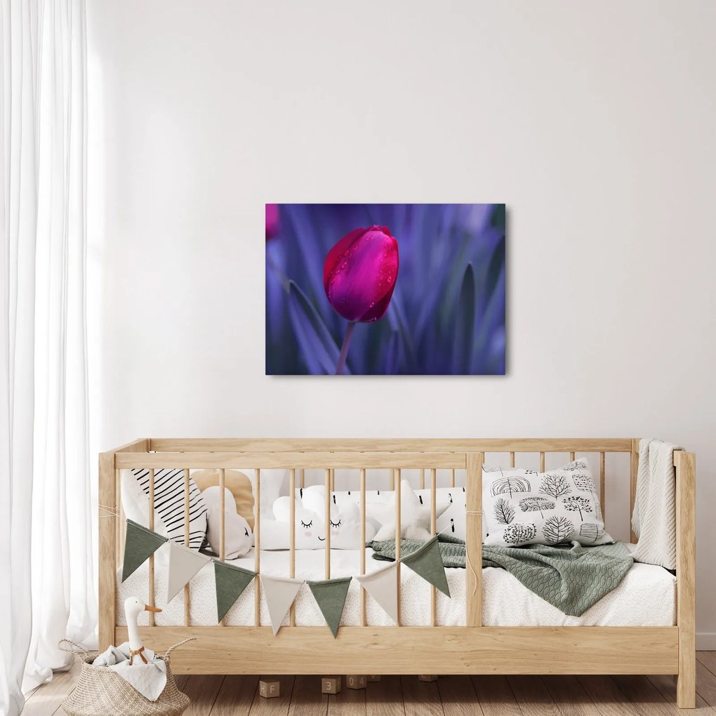 Obraz pupete tulipánu (70x50 cm)