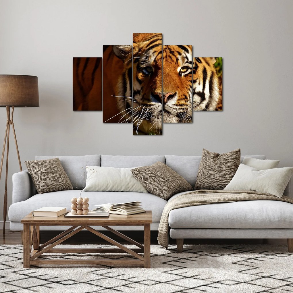 Obraz tigra (150x105 cm)