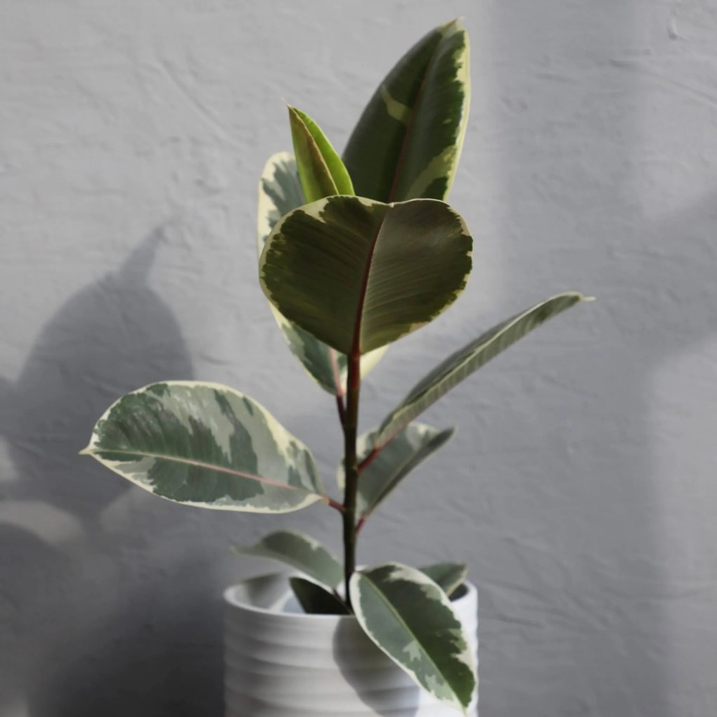 Ficus Elastica Tineke
