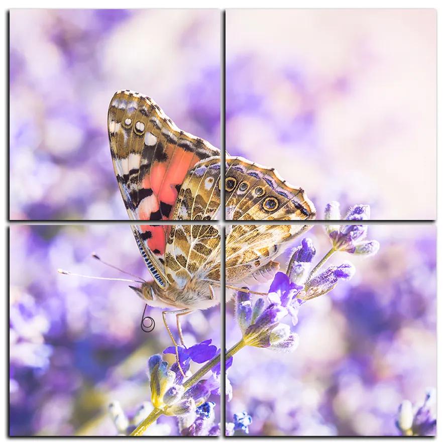 Obraz na plátne - Motýľ na levanduľe - štvorec 3221E (100x100 cm)