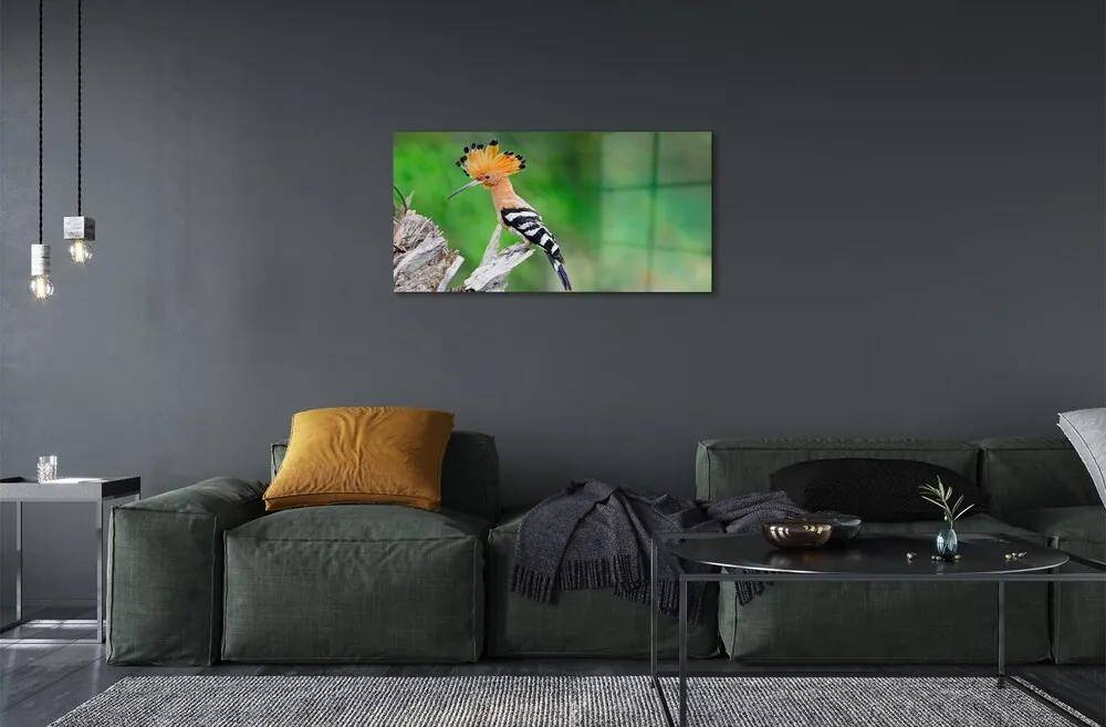 Sklenený obraz Strom farebný papagáj 125x50 cm