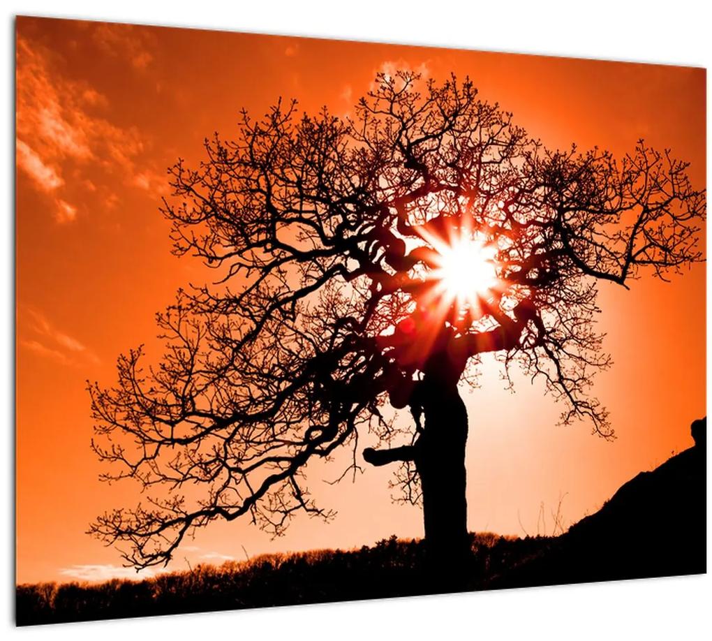 Sklenený obraz - Dub pri západe slnka (70x50 cm)