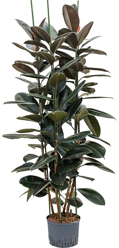 Fikus - Ficus elastica "Abidjan" 3pp 25/19 výška 150 cm