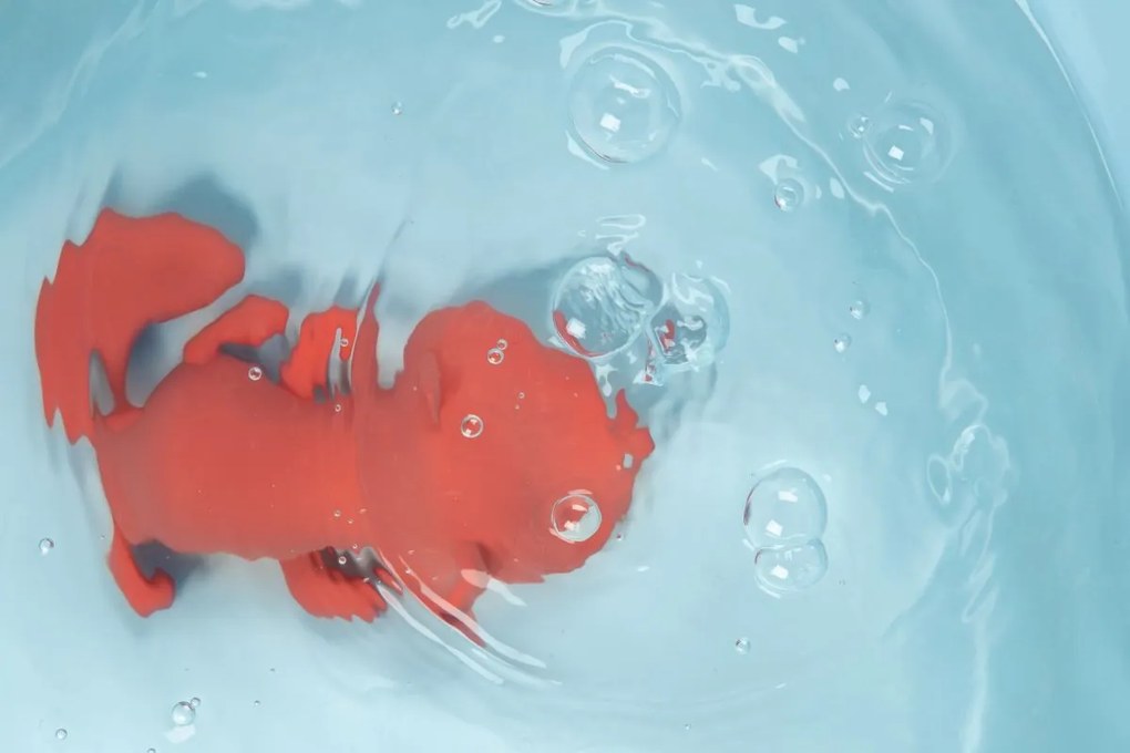 Lilliputiens - líška Alice - plávajúca hračka