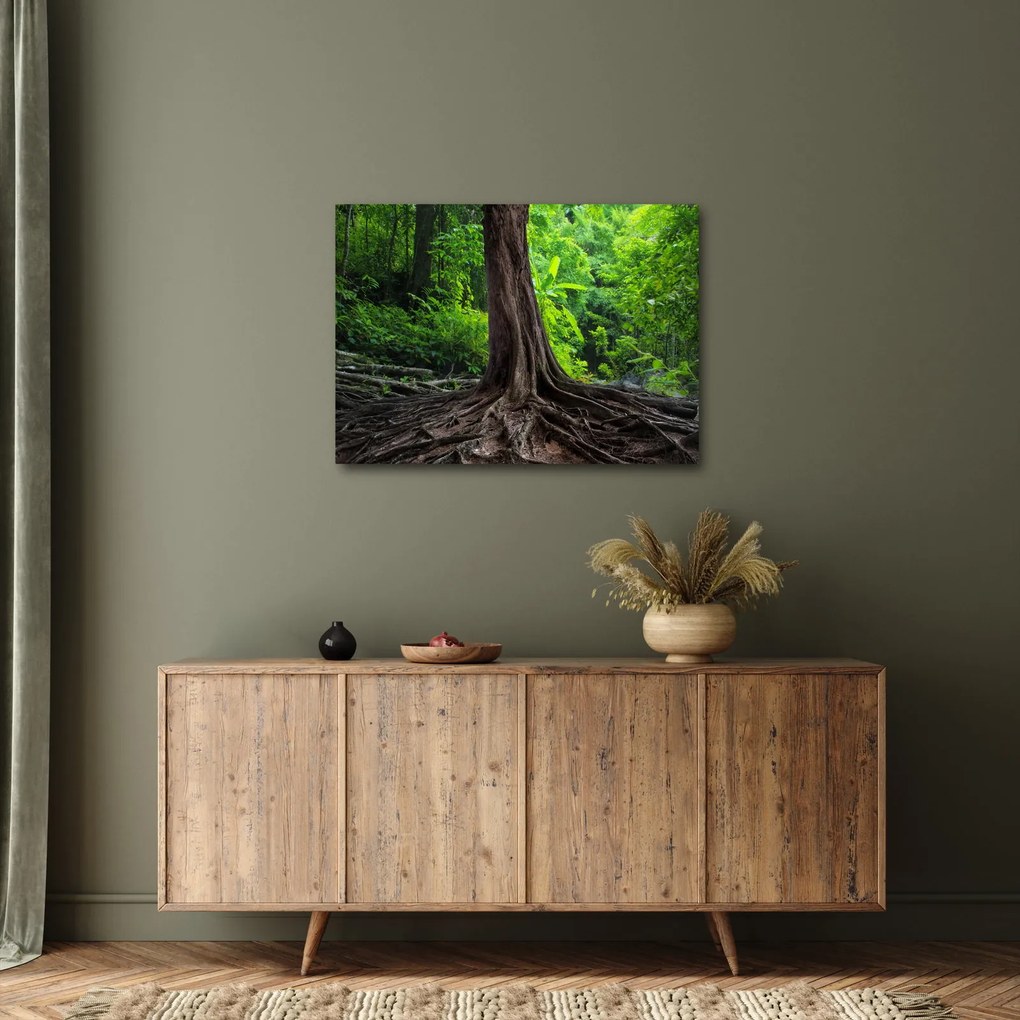 Obraz - Starý strom s koreňmi (70x50 cm)