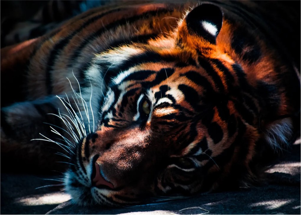 Sklenený obraz ležiaceho tigra (70x50 cm)