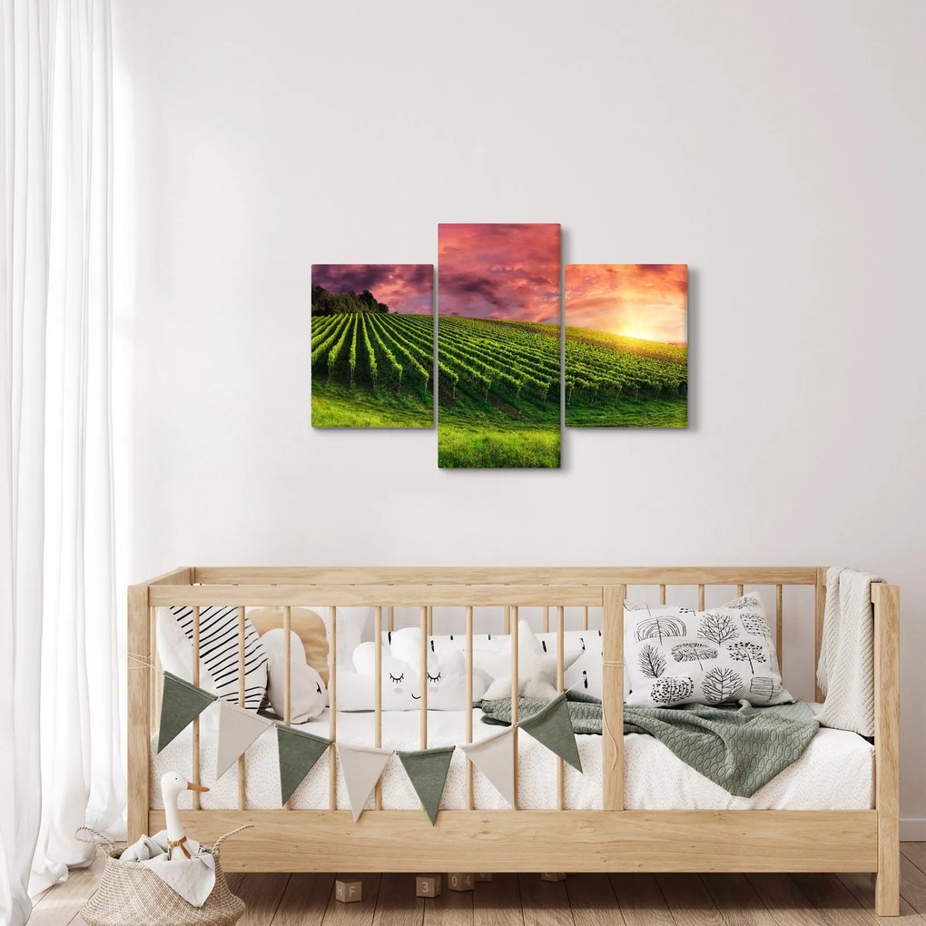 Obraz vinice s farebným nebom (90x60 cm)