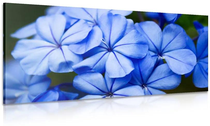 Obraz malebné modré kvety Varianta: 100x50