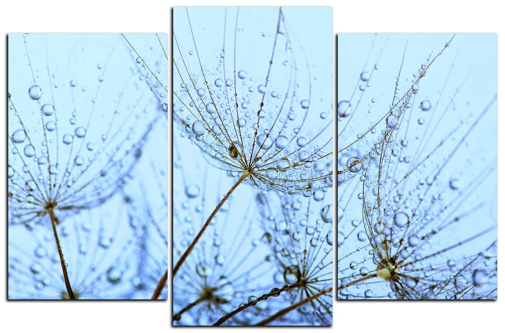 Obraz na plátne - Pampeliškové semienka s kvapkami vody 1202C (90x60 cm)