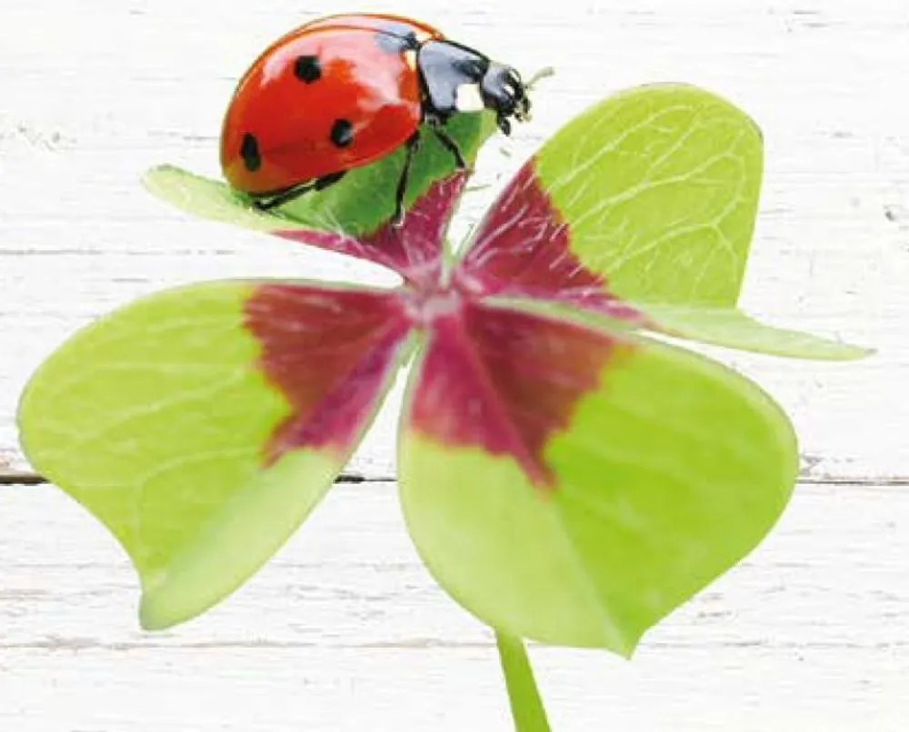 Gipetex Natural Dream Obliečka na vankúš talianskej výroby 100% bavlna - 2 ks biela - 2 ks 70x90 cm