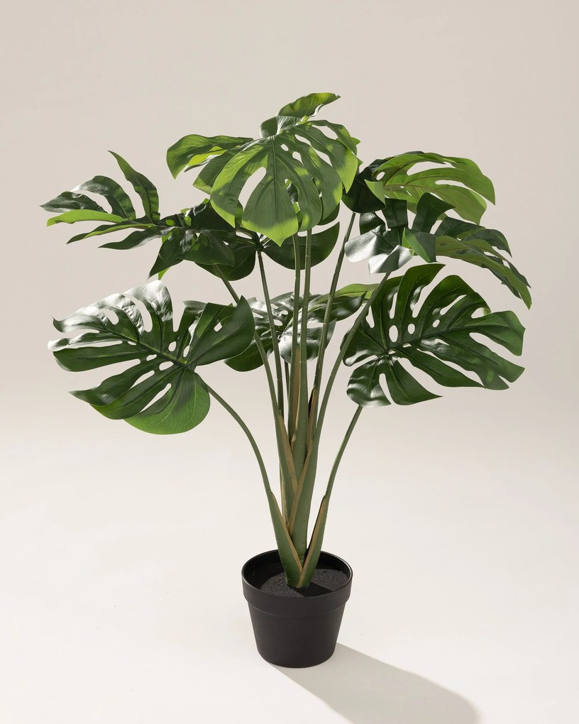 Monstera Mini v kvetináči 90 cm