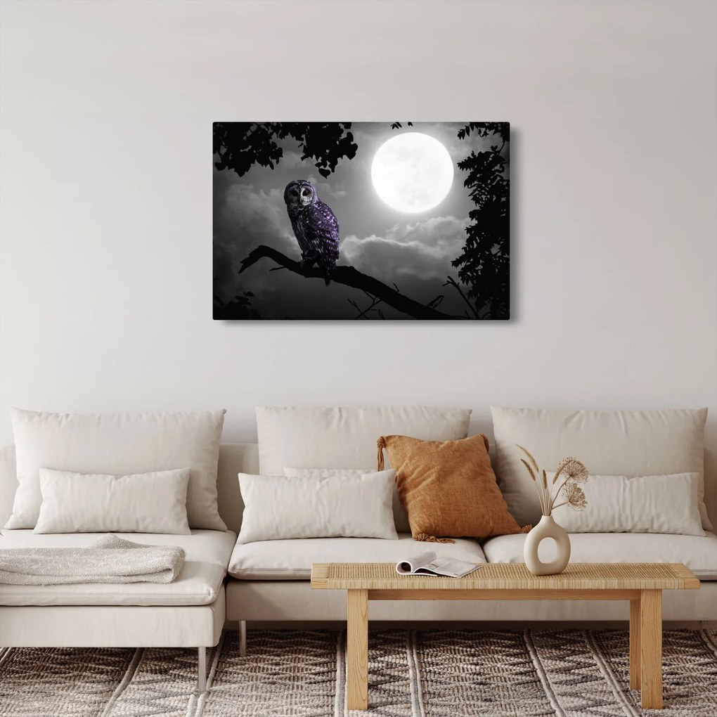 Obraz - Nočná sova, fialová sova (90x60 cm)