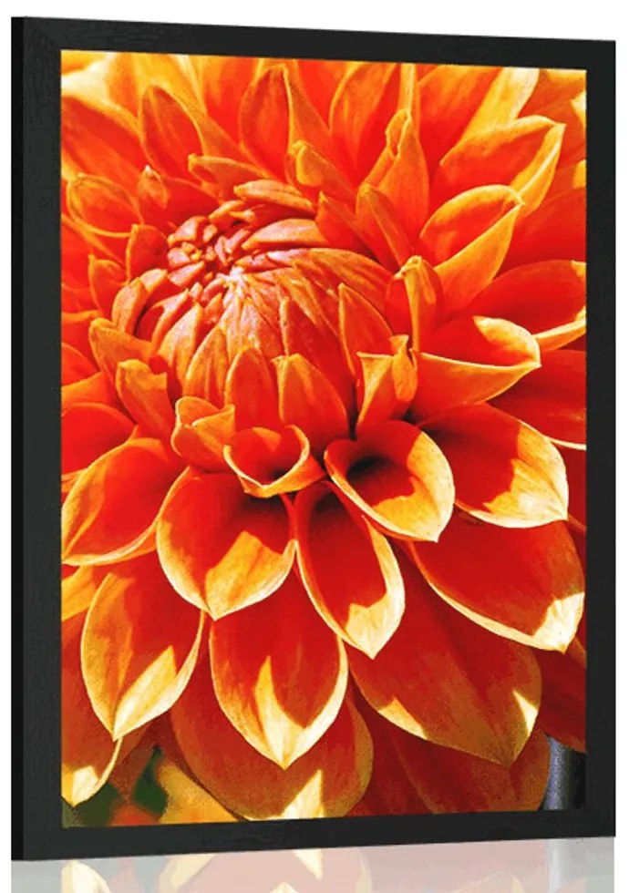 Plagát oranžová dália - 60x90 black
