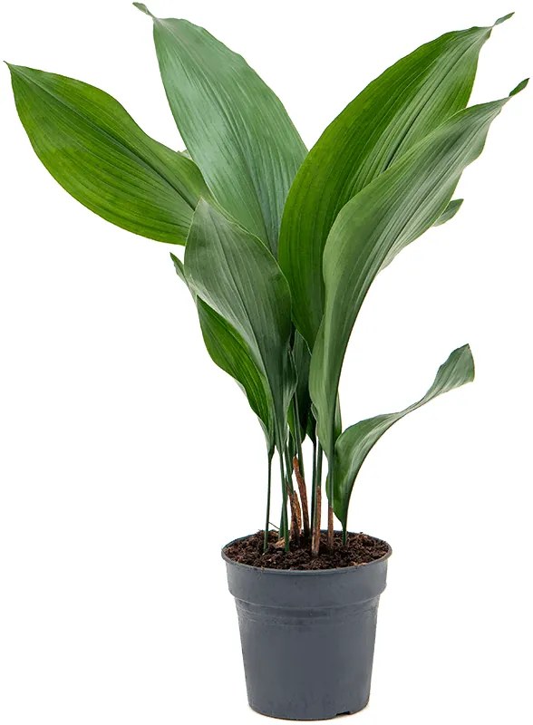 Aspidistra elatior 15x60 cm