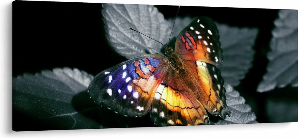 Obraz motýľa (120x50 cm)