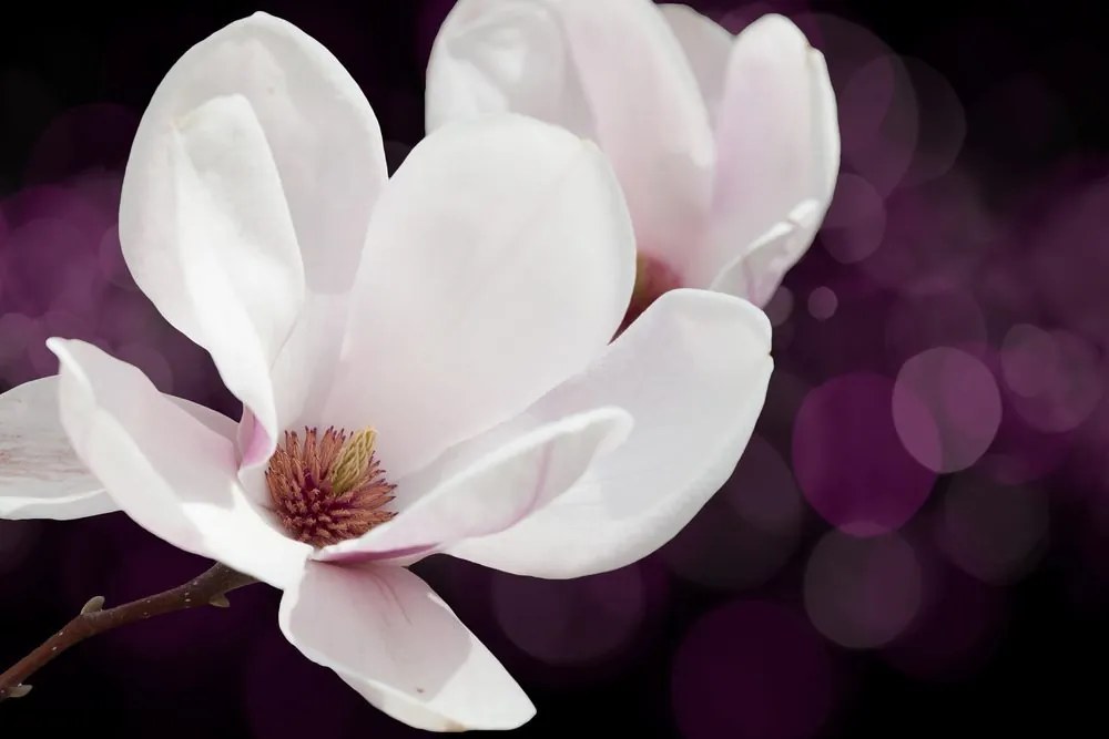 Obraz kvet magnólie na abstraktnom pozadí Varianta: 120x80