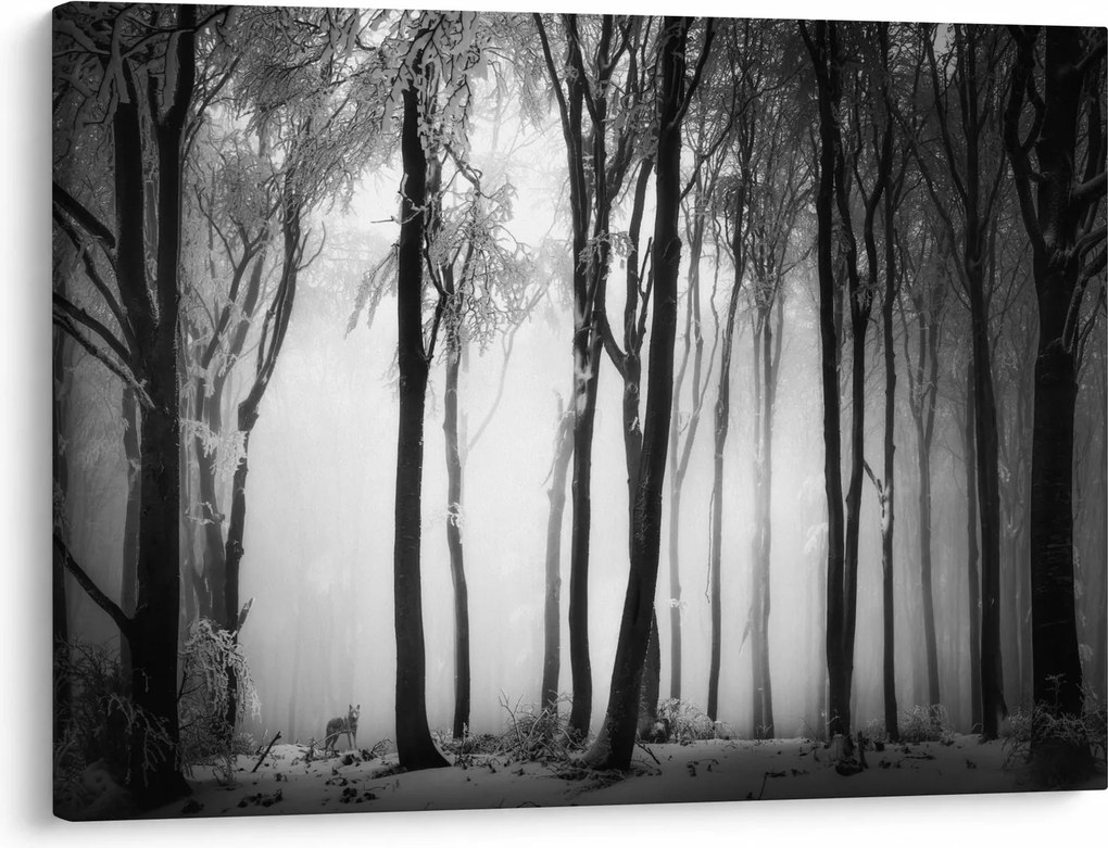 Obraz - Vlk v temnom lese (70x50 cm)