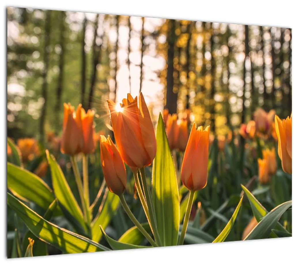 Obraz - oranžové tulipány (70x50 cm)