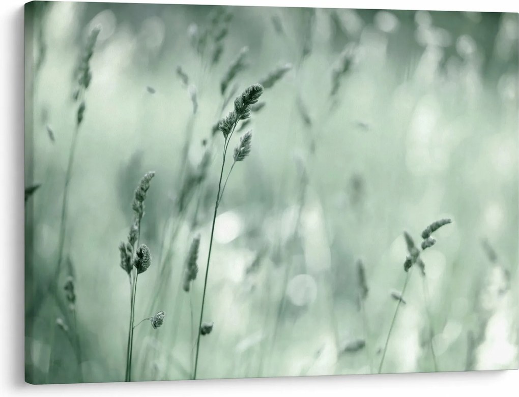 Obraz - Zelená lúka (70x50 cm)