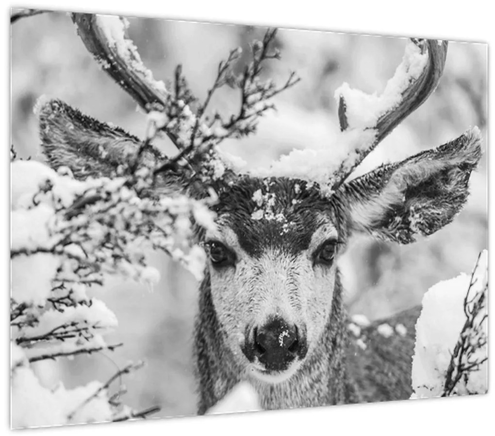 Obraz - Jeleň v zime (70x50 cm)