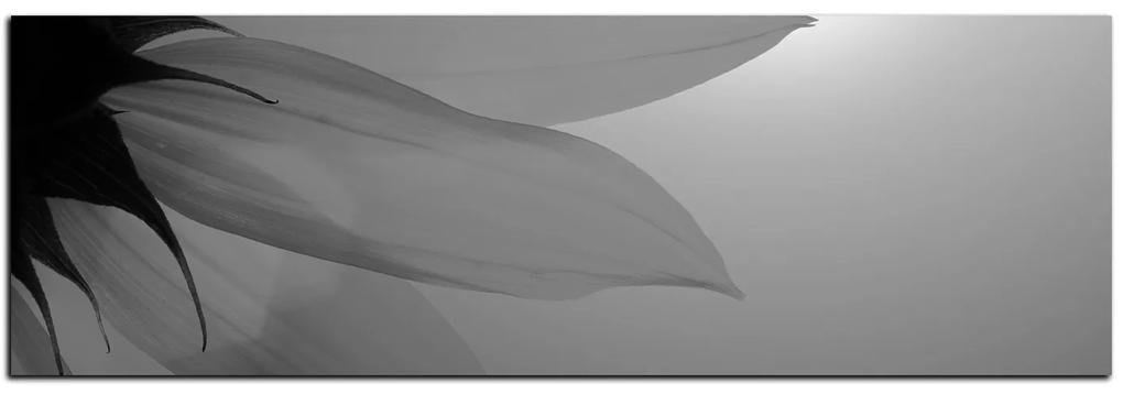 Obraz na plátne - Slnečnica kvet - panoráma 5201QA (120x45 cm)