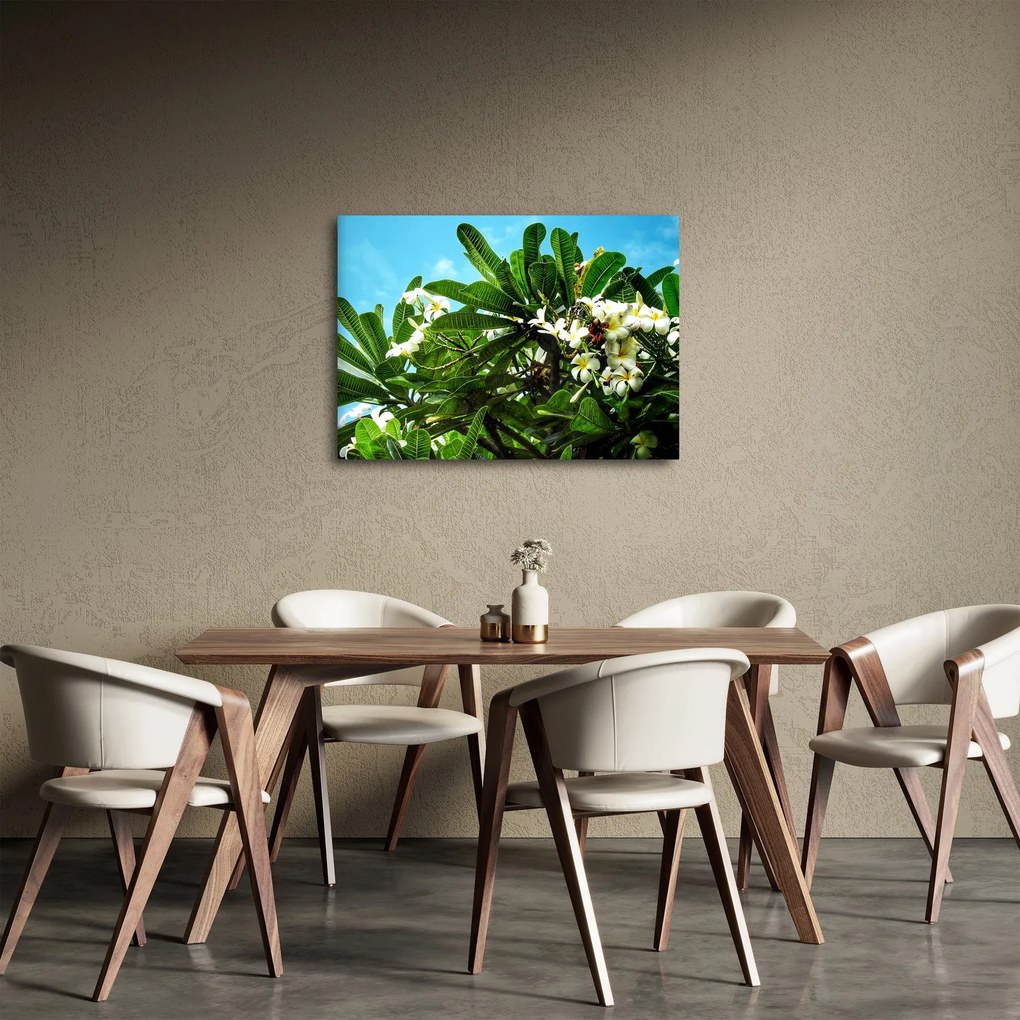 Obraz - Plumeria (70x50 cm)