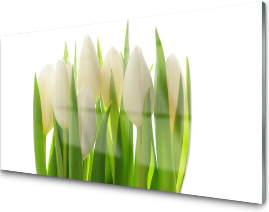 Obraz na skle Tulipány rostlina příroda