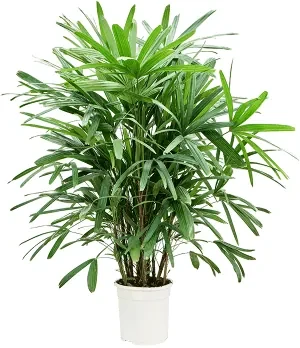 Rhapis excelsa 24x125 cm