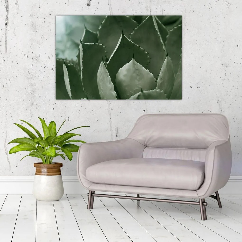 Obraz - Zelená agáve (90x60 cm)