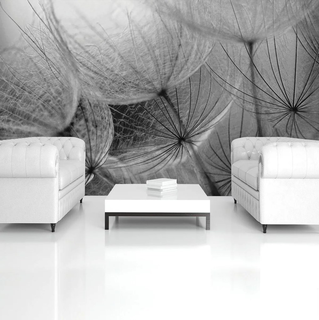 Fototapeta - Detail púpav (152,5x104 cm)