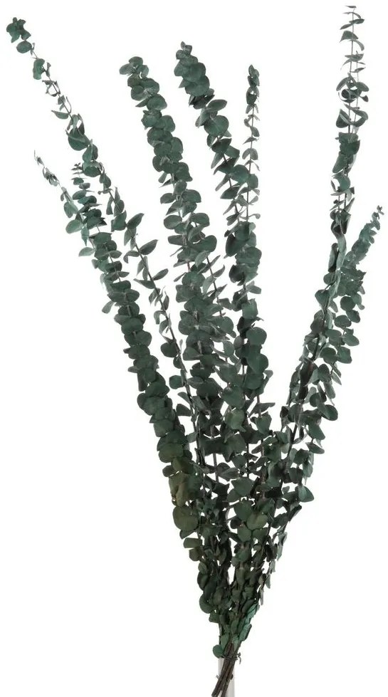 Zelená sušená dekoratívna rastlina Eucalyptus - 18*70 cm