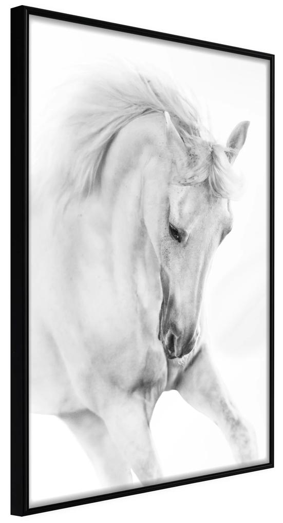 Artgeist Plagát - White Horse [Poster] Veľkosť: 30x45, Verzia: Čierny rám s passe-partout