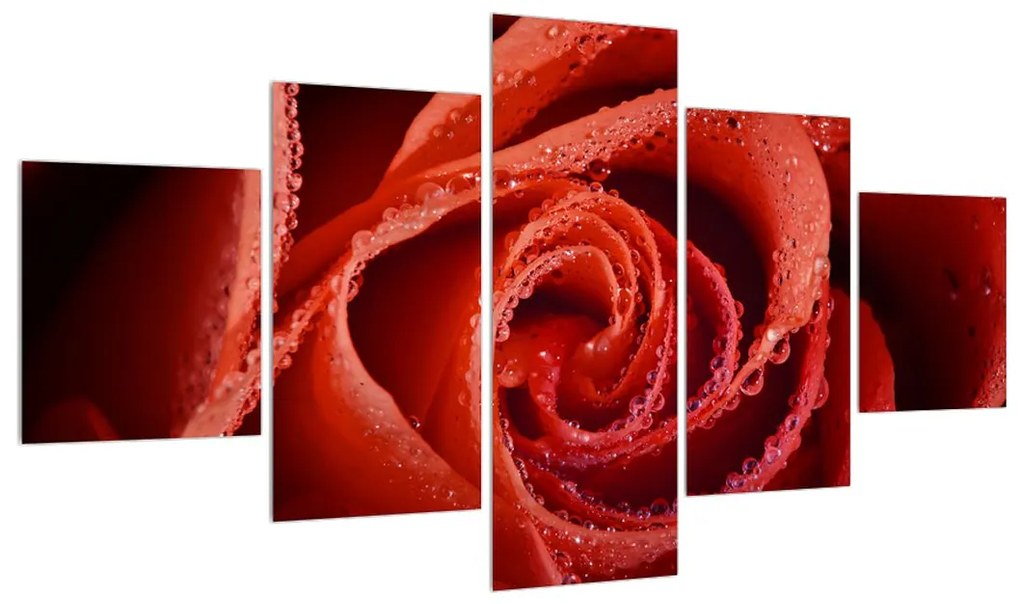 Obraz červenej ruže (K011747K12570)