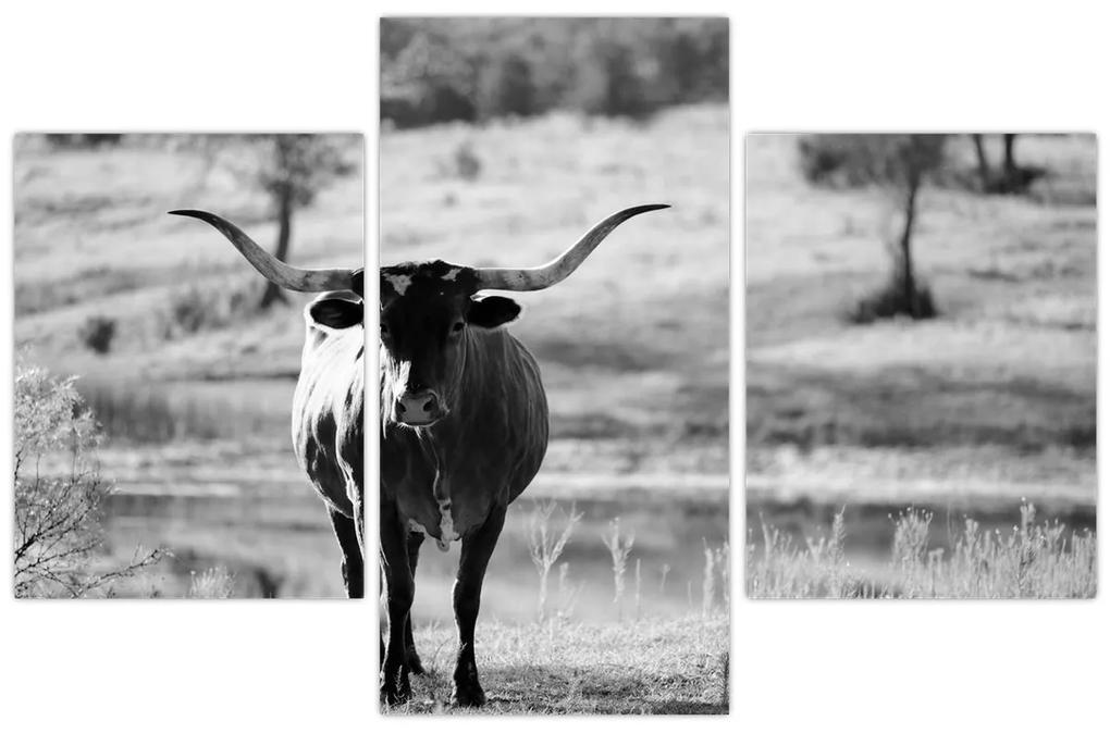 Obraz - Krava, čiernobiela (90x60 cm)