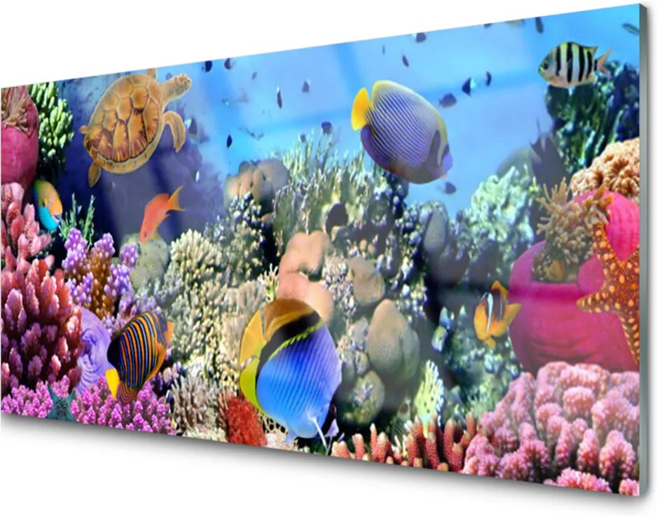 Obraz na skle Koralový Útes Príroda