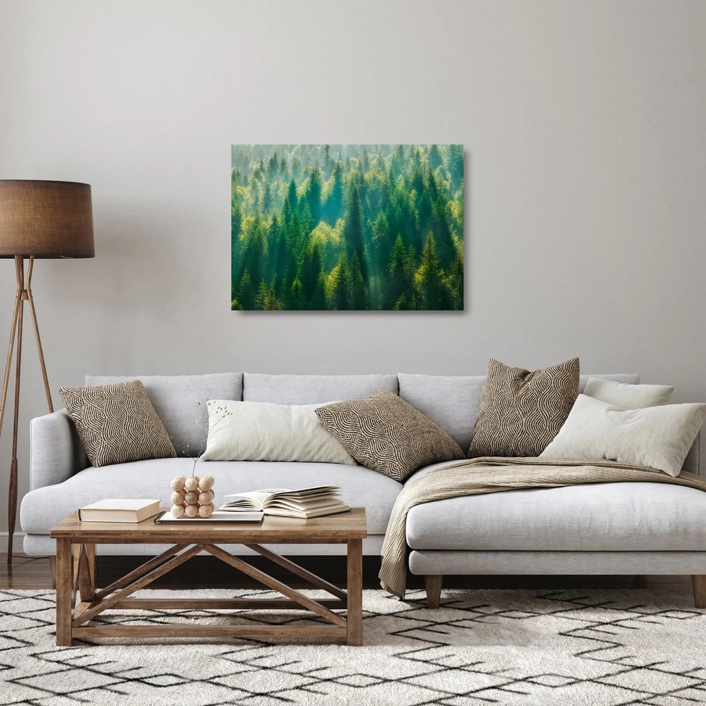 Sklenený obraz - Borovicový les (70x50 cm)