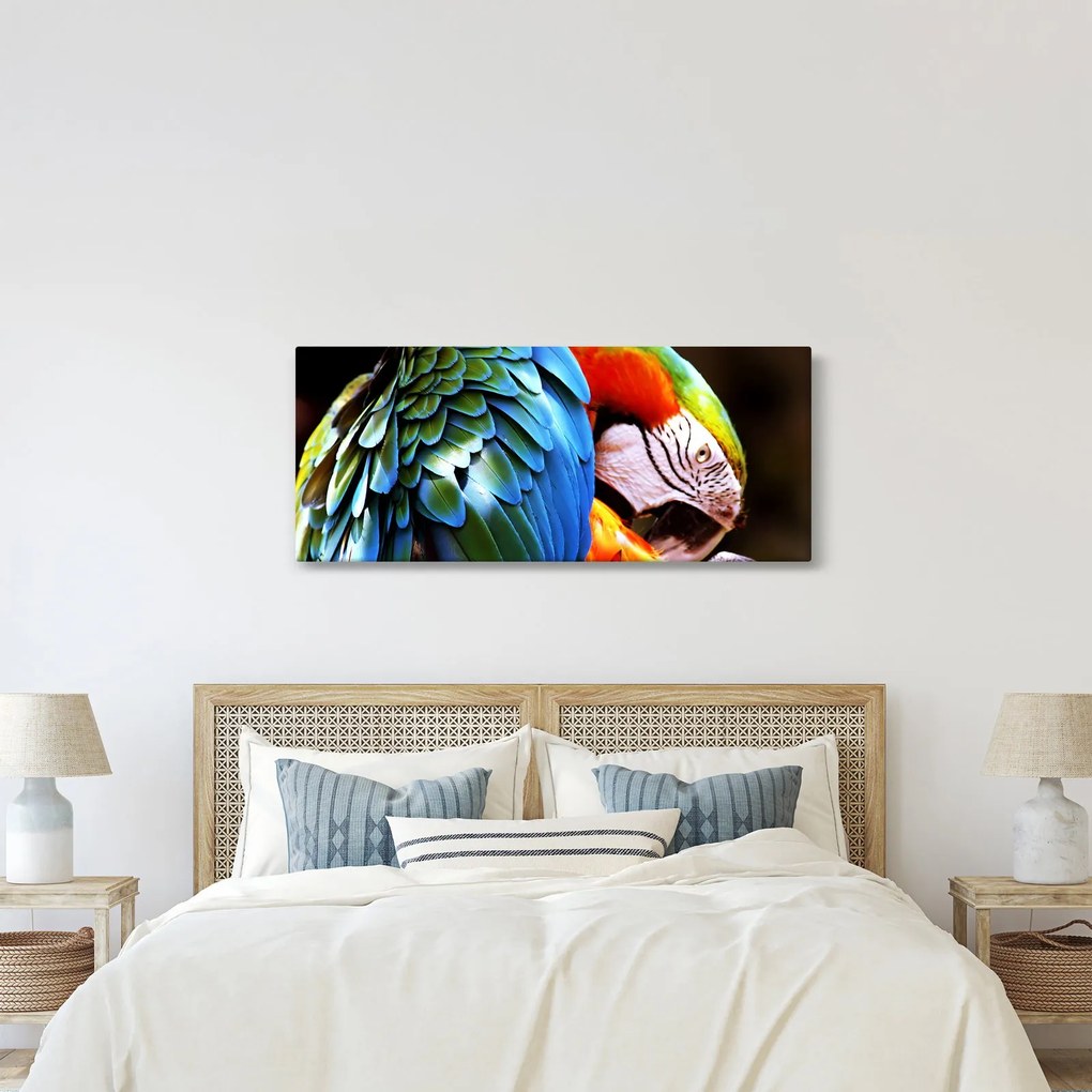 Obraz - Papagáj (120x50 cm)