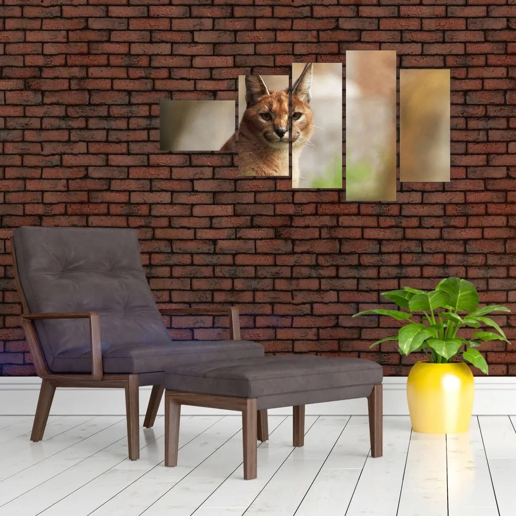 Rys ostrovid - obraz