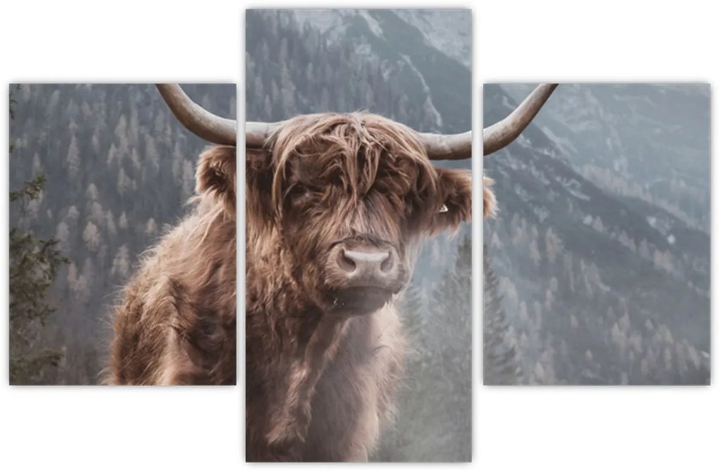 Obraz - Highlander krava (90x60 cm)