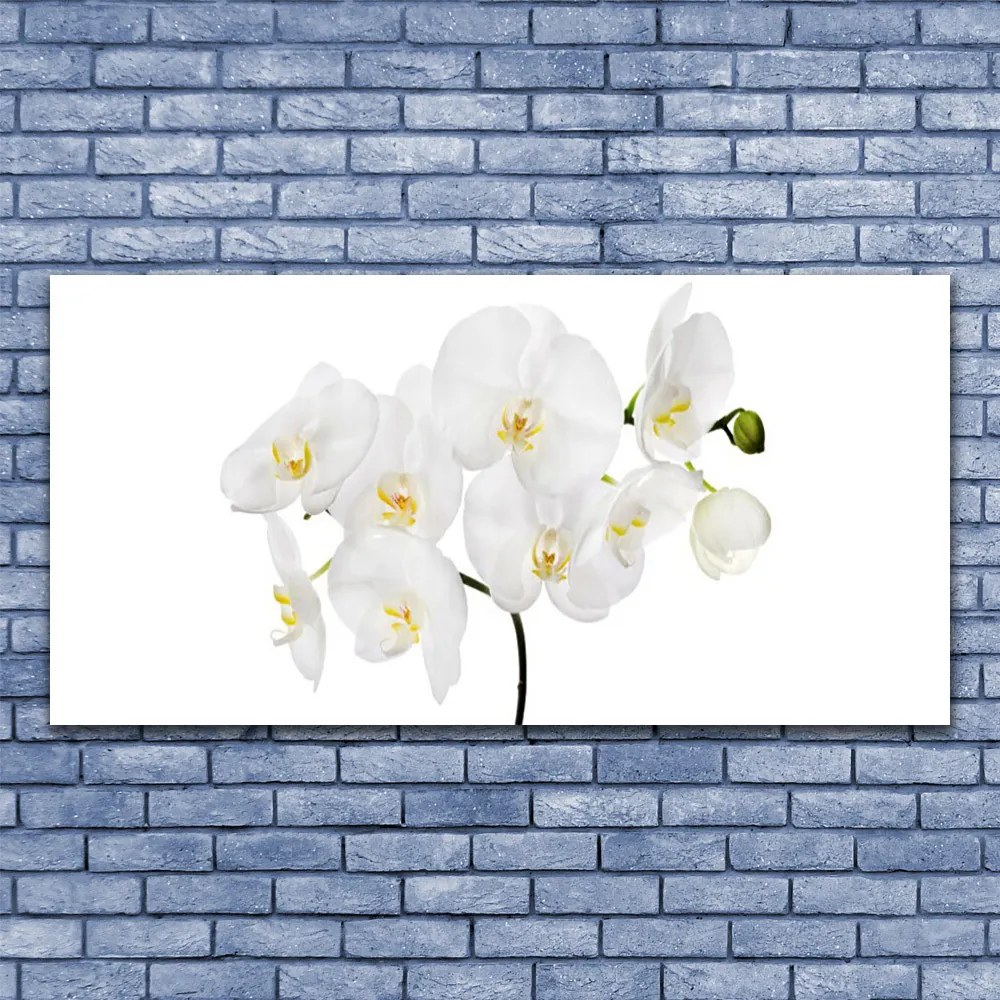 Obraz plexi Biela orchidea kvety 120x60 cm