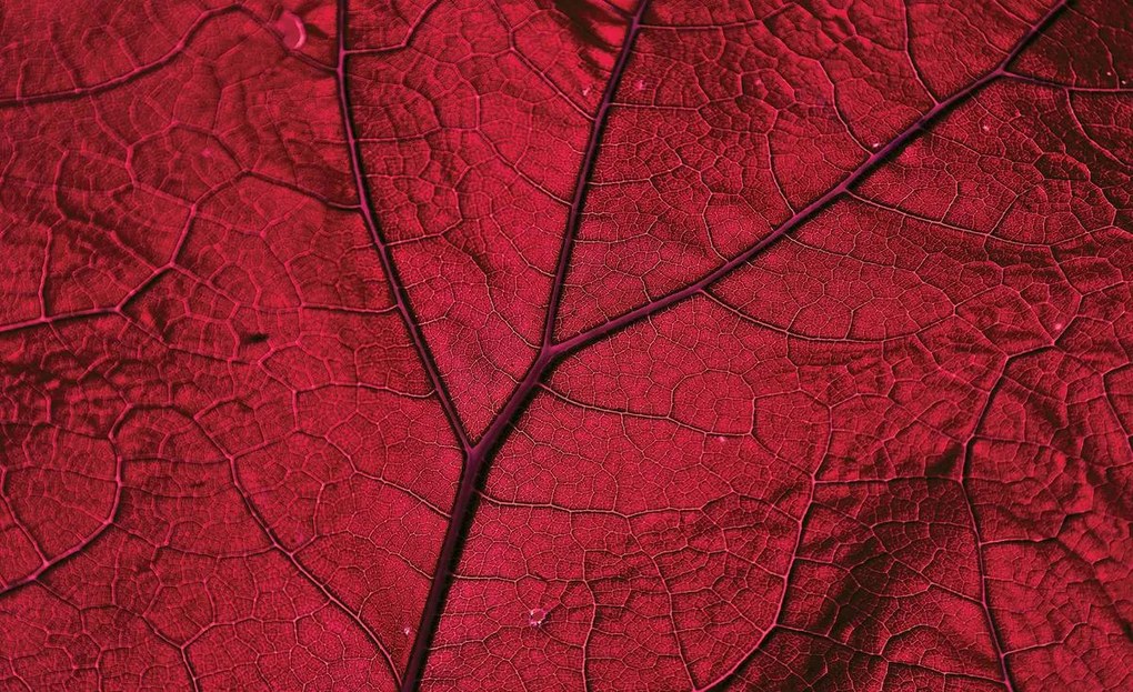 Fototapeta - Makro list - červený (152,5x104 cm)