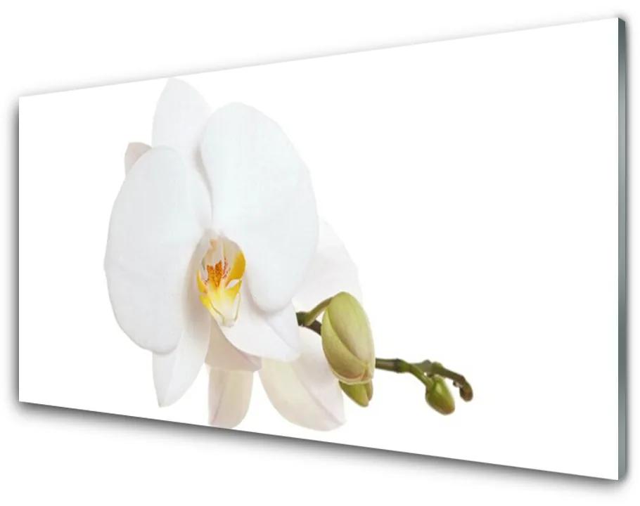 Obraz plexi Kvet rastlina príroda 125x50 cm