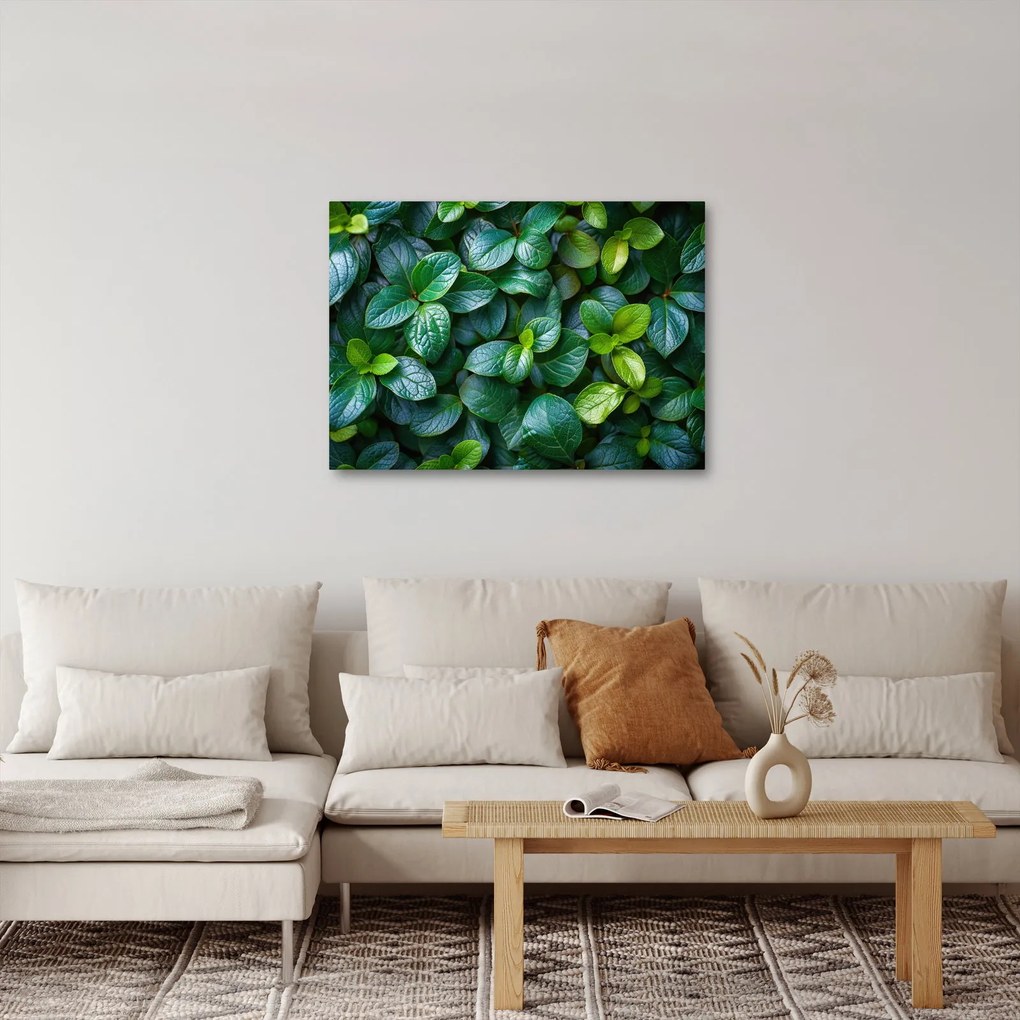 Obraz - Zelené rastliny (70x50 cm)