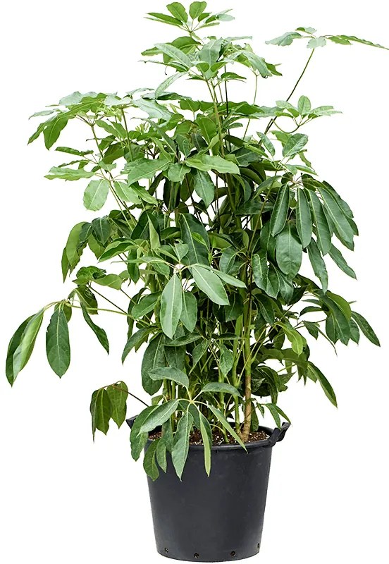 Schefflera actinophylla 'Amate' tuft 45x180 cm