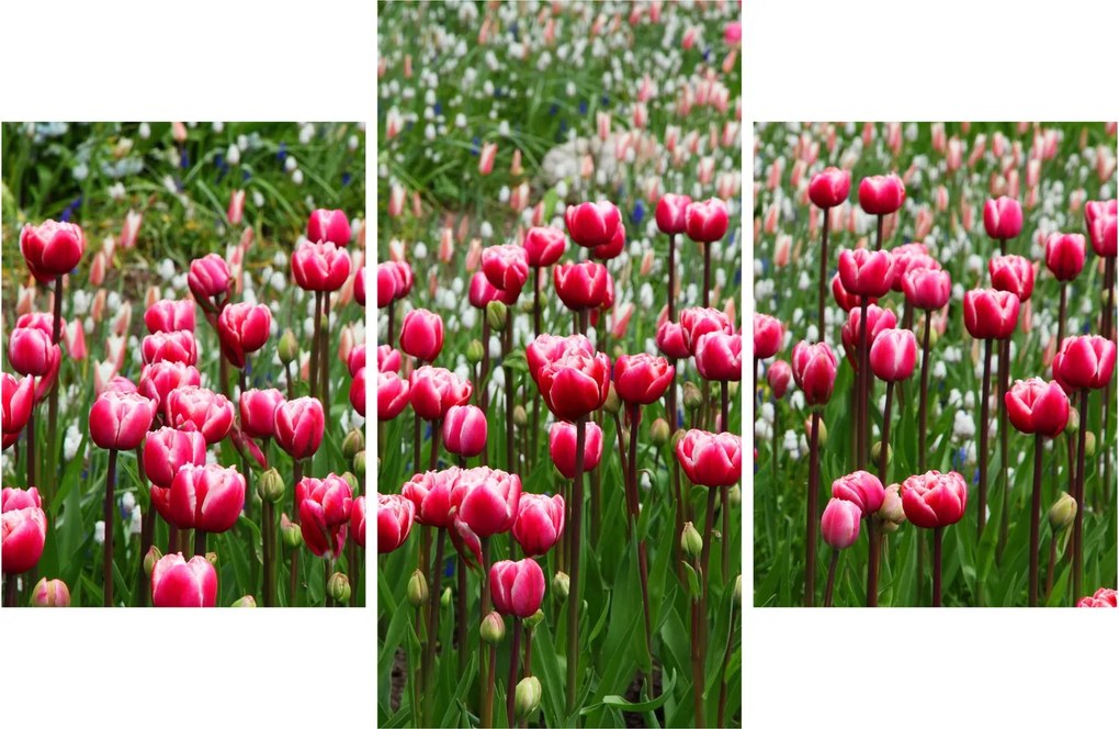 Obraz tulipánov (90x60 cm)