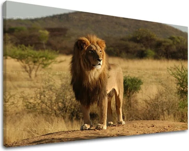 Obraz na stenu ZVIERATÁ ZV008E11